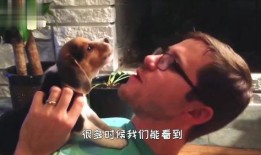 动物看吵架吃瓜,动物视角下的“吵架吃瓜”现象解析