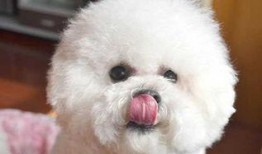 比熊吃蓝瓜,蓝瓜奇遇记