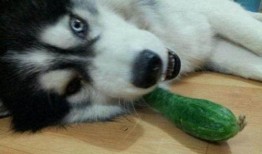 二哈吃瓜劝架,一场温馨的调解秀