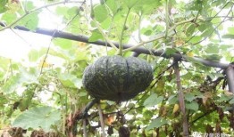 吃瓜还是有样子,有样子还是真性情？