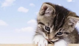 小猫吃酥瓜番茄,酥瓜番茄的诱惑之旅