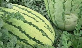 吃瓜还是有样子,有样子还是真性情？