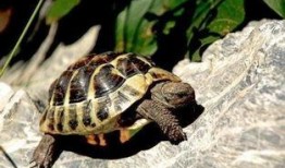 陆龟吃瓜尖,瓜尖的独特诱惑