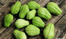 炒的吃的瓜是什么瓜,揭秘“炒的吃的瓜”的独特魅力