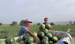 郸城吃瓜,吃瓜文化背后的故事与魅力