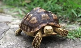 陆龟吃瓜尖,瓜尖的独特诱惑