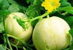 吃梨瓜头疼肾疼,揭秘吃梨瓜引发的头疼与肾疼之谜