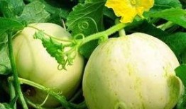 吃梨瓜头疼肾疼,揭秘吃梨瓜引发的头疼与肾疼之谜