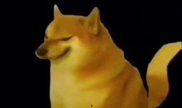 cheems小狗吃瓜,萌宠美食瞬间