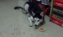 二哈吃瓜劝架,一场温馨的调解秀