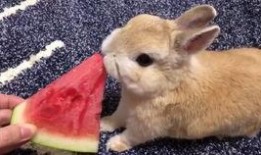 小程序小兔吃瓜,趣味互动，轻松消暑的小程序体验