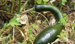 圆的方瓜怎么吃,探索独特食材的多重食法