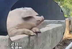 吃瓜群众指什么动物,揭秘猴子的社交智慧