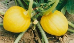 栗瓜怎样吃,从家常到创意料理