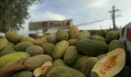 河北铺吃瓜,瓜田里的夏日风情