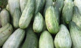 酥瓜可以和枇杷一起吃吗,美味搭配的饮食新主张