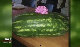 蝴蝶结吃瓜,揭秘网红美食背后的故事