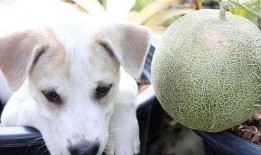 狗狗可以吃哈密瓜么,哈密瓜，狗狗的夏日美味佳品？