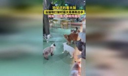 大佬打架吃瓜视频播放,这场视频播放量爆表的打架事件幕后真相