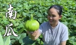 天凉吃瓜好吗,天凉吃瓜的养生之道”