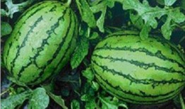 缅甸北部吃瓜网,吃瓜网带你探秘神秘边境生活