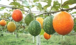 梦见吃吊瓜,探寻吊瓜的神秘寓意