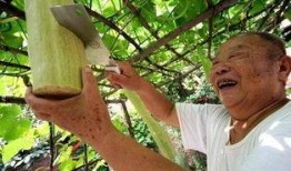 北方砍瓜怎么吃,北方砍瓜的多样食法探索