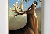 搜索麋鹿吃瓜日记,瓜果飘香中的自然生活