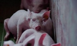 吃瓜大猪,揭秘娱乐圈背后的那些事儿