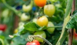 吃瓜的梅子,揭秘娱乐圈那些不为人知的幕后故事