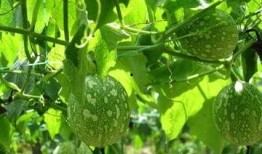 梦见吃吊瓜,探寻吊瓜的神秘寓意