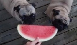 狗狗可以吃哈密瓜么,哈密瓜，狗狗的夏日美味佳品？