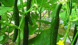 老黄瓜吃瓜视频,揭秘娱乐圈幕后故事