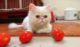 小猫吃酥瓜番茄,酥瓜番茄的诱惑之旅