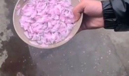 吃瓜有风险瞎吃需谨慎,揭秘网络谣言背后的风险与真相