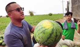 鳌山吃瓜,揭秘吃瓜背后的故事与真相