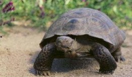 陆龟吃瓜尖,瓜尖的独特诱惑