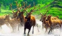 搜索麋鹿吃瓜日记,瓜果飘香中的自然生活