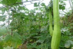 北方砍瓜怎么吃,北方砍瓜的多样食法探索