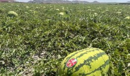 宁夏吃瓜视频播放,揭秘当地特色美食与风土人情