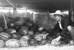 威县吃瓜群众案件,揭秘网络谣言背后的真相