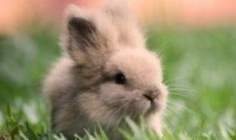 吃瓜的兔子1140,揭秘网络热梗背后的故事