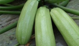 吃梢瓜有啥好处,揭秘梢瓜的五大益处”