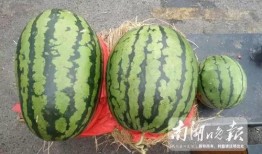 什么是围观吃瓜的人,揭秘网络时代的人生百态