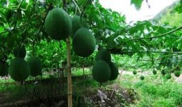 梦见吃吊瓜,探寻吊瓜的神秘寓意