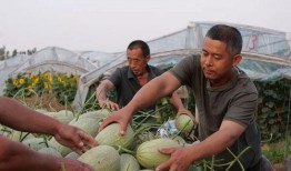 认亲路上吃瓜去,吃瓜群众欢乐多