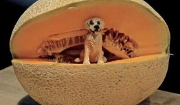 狗狗可以吃哈密瓜么,哈密瓜，狗狗的夏日美味佳品？